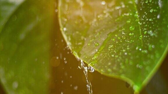 SLOMO夏日雨中的蜡状绿叶