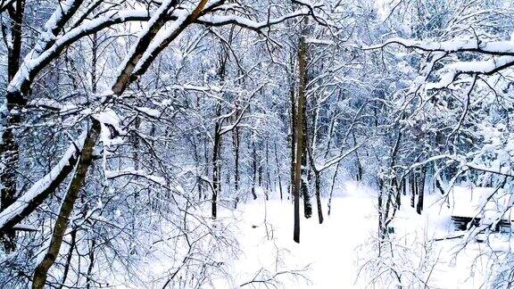 森林里白雪皑皑的树枝冬天的童话背景