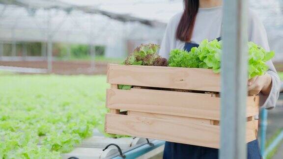 年轻的女农民在蔬菜水培绿色农场工作的特写迷人的农工妇女提着一篮子沙拉幸福地走进温室农业经营理念