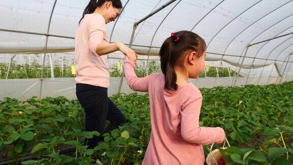 一个亚洲小女孩和她妈妈在农场里摘草莓