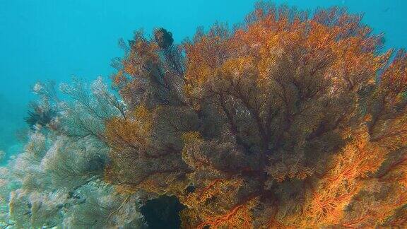 色彩斑斓的海珊瑚