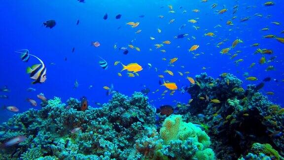 热带水下鱼珊瑚珊瑚礁