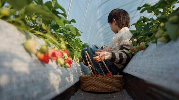 亚洲儿童正在享受摘草莓的乐趣