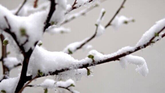 雪在树上的电影镜头与蓓蕾和鲜花盛开的树枝:春天的雪落在树上