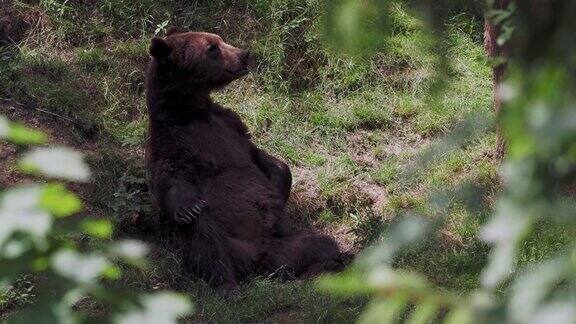 正在森林里休息的棕熊