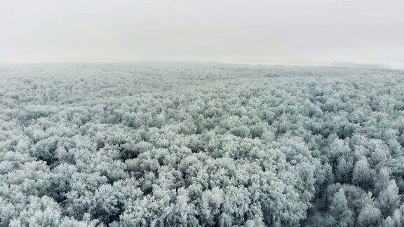 冰冻的森林的空中冬季森林上空飞行