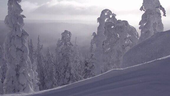 风带着雪从山上吹下来雪花在阳光下闪闪发光树木在雾凇的重压下移动冬天的森林是冰冻的覆盖着霜在地平线上透过薄雾可以看到杉树上的云