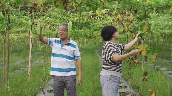 一对亚洲中国老夫妇在检查和采摘他们的苦瓜挂在树上成熟的准备吃