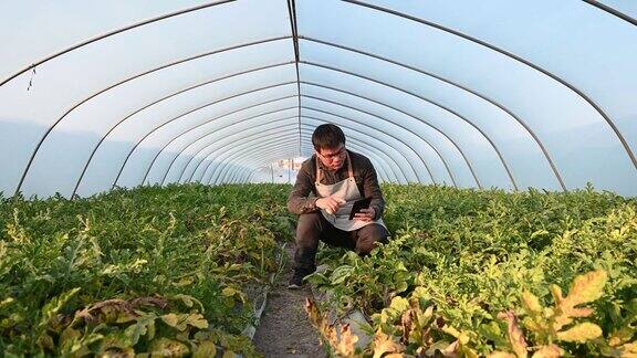 一个男农民在温室瓜棚里干活