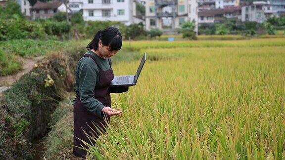 一位女农民使用笔记本电脑在她的农场工作