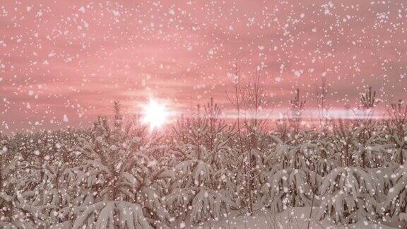 冬松林中的日落或日出伴随着飘落的雪花降雪