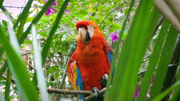 站在热带自然度假胜地的树上的鲜红金刚鹦鹉亚马逊丛林中的热带鸟类