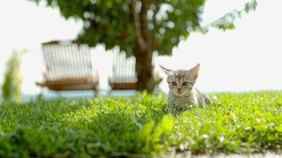 超级慢动作小猫坠落和降落在阳光明媚的绿色草地上
