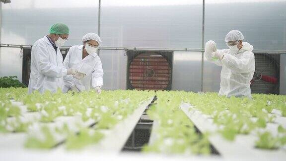 企业家在水培农场工作温室中形成的蔬菜