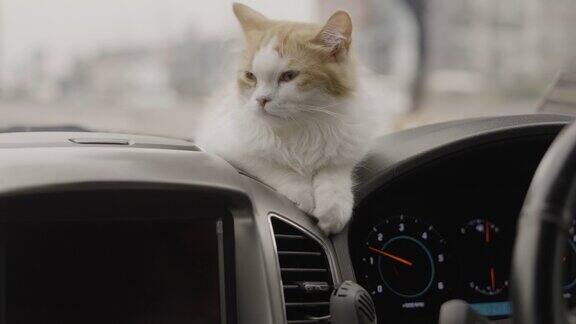 小猫在汽车前控制台睡觉