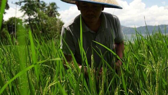 农民在稻田里