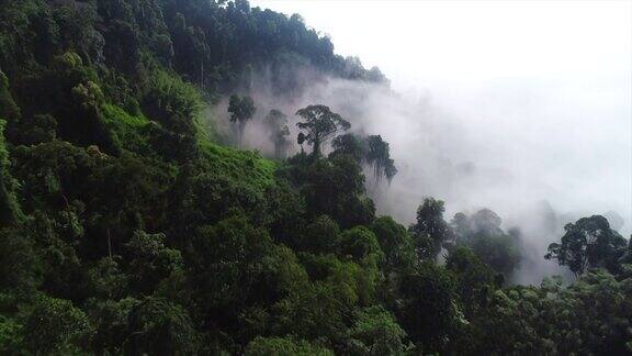 无人机拍摄了清晨浓雾弥漫的雨林