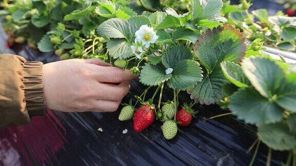 一名女子在春天的花园里采摘草莓