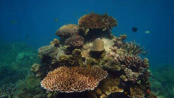 水下五彩缤纷的珊瑚景观