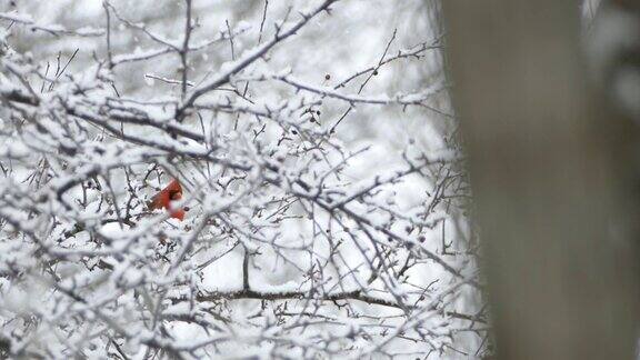 北方红雀在大雪中站在树枝上
