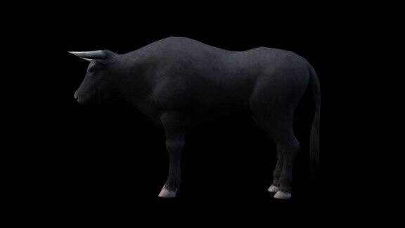 公牛吃黑色背景与alpha通道包括在视频结束3D动画侧视图动画动物无缝循环动画
