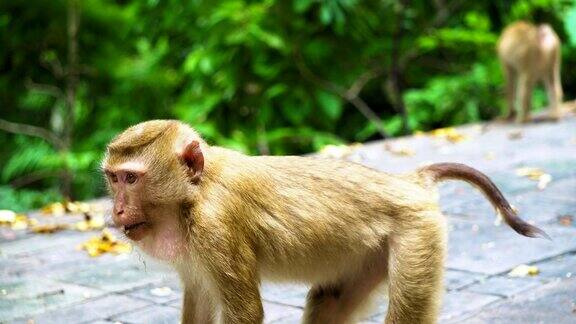 这只猴子在一个国家公园里和雨林玩耍动物的自然栖息地