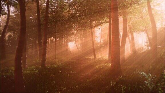 森林中的早晨