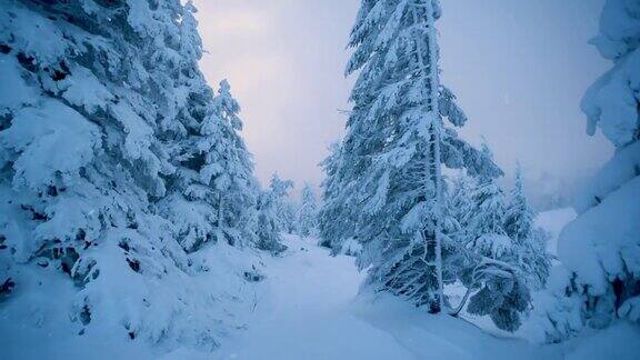 摄影:冬日森林白天阳光在白雪覆盖的树木间闪耀