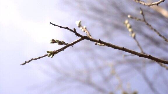 白桦树上的蓓蕾映衬着蓝天、背景、空间、自然