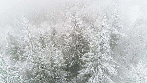 冬天的喀尔巴阡在暴风雪中飞过冷杉树