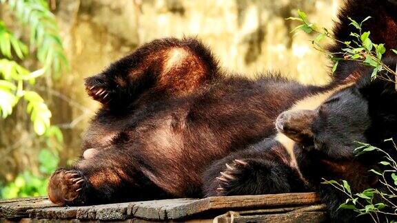 亚洲黑熊在地上放松