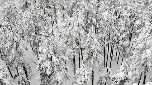 树上满是冬雪