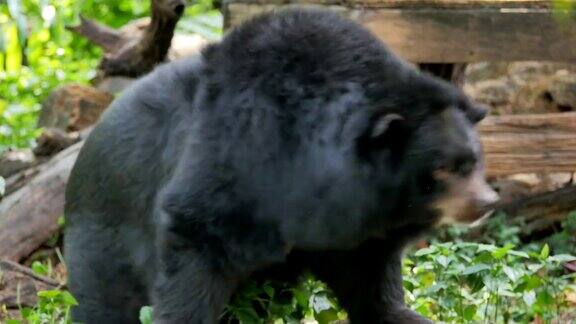 亚洲黑熊摇摆和抓挠