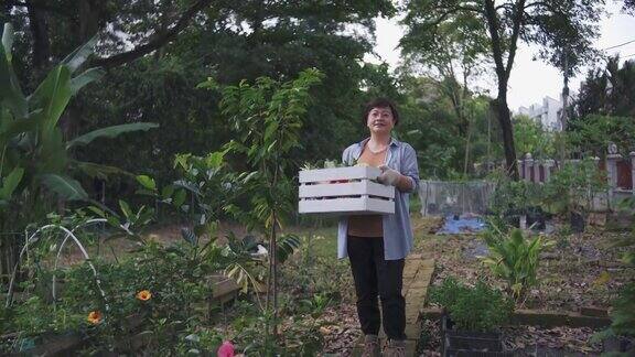 可持续的生活方式肖像自信亚洲华人中年妇女微笑着看着相机在后院的菜园里提着一箱蔬菜耕种