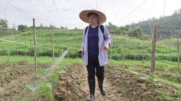 一位亚洲华人女农民在农场喷洒植物消毒