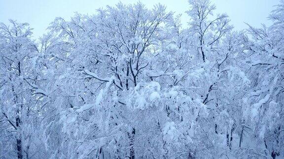 美丽的风景冻结了树上的雪