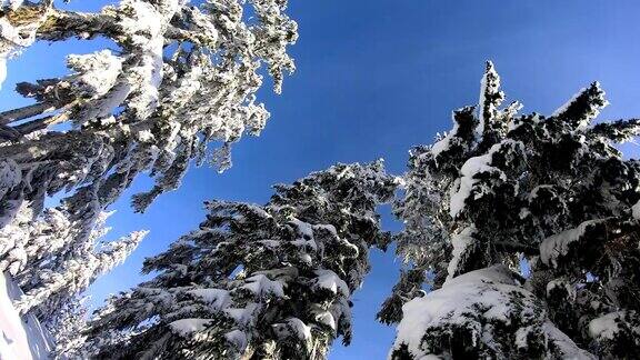 蓝蓝的天空映衬着雪白的树木