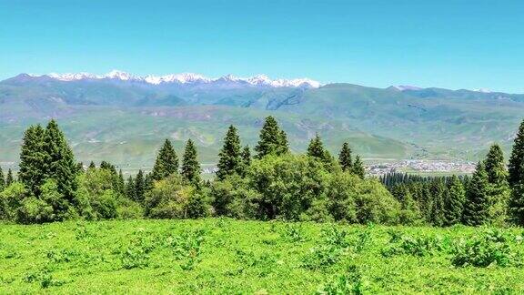 绿草如茵的草原和森林山川自然景观