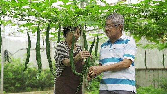一对亚洲华裔老年夫妇在他们的农场里收获温室