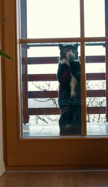 猫用爪子抓着玻璃门想进去