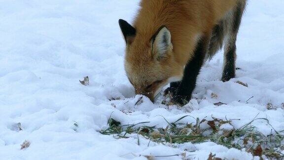 近距离观看狐狸在雪地里吃东西和看相机