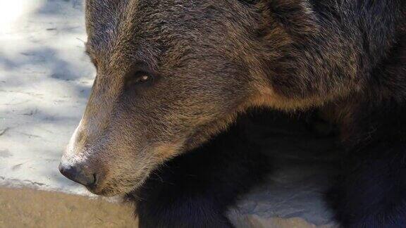 比利牛斯的棕熊