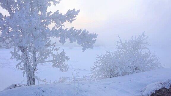 冬天树上覆盖着一层厚厚的霜美丽的冬季风景和大量的雪