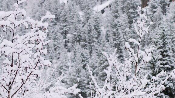 冬日森林里的降雪