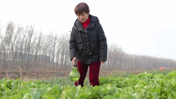 一位亚洲农民在花园里给蔬菜浇水这是一种健康的生活方式