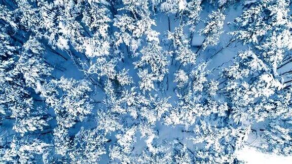 森林里白雪皑皑的树枝冬天的童话背景