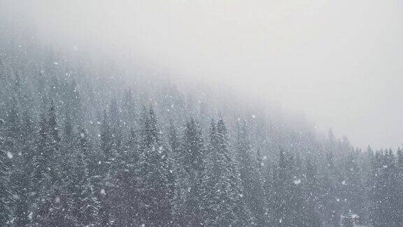 圣诞假期背景冬天的场景冬季森林的降雪