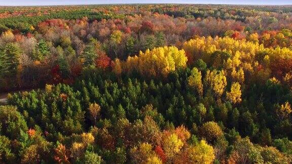 俯视秋天的颜色树梢风景优美的森林