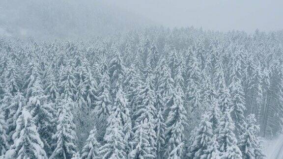 空中的云杉林被雪覆盖