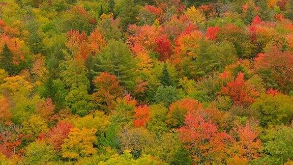 新英格兰秋季树木的鸟瞰图